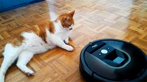 Gato frente al robot aspirador